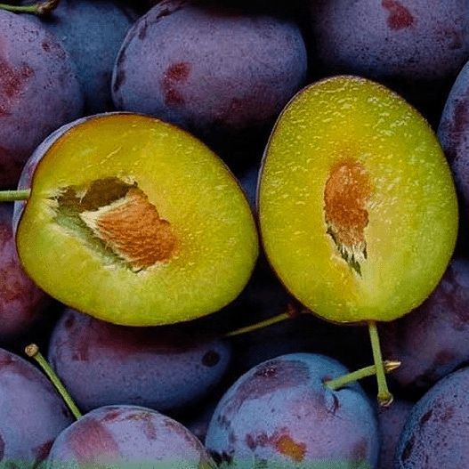 Слива Анна Шпет 98801 фото