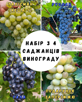 Набір з 4 саджанців винограду 90619 фото