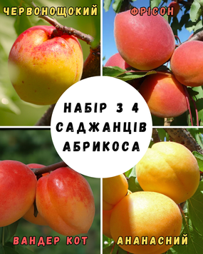 Набір з 4 саджанців абрикоса  72646 фото