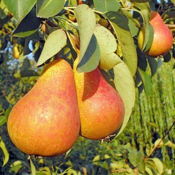 Груша колоновидна Г-4 35189 фото