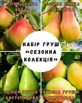 Набір саджанців груш &laquo;Сезонна колекція&raquo; 2 роки copy_04493 фото