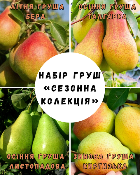 Набір саджанців груш &laquo;Сезонна колекція&raquo; 2 роки copy_04493 фото