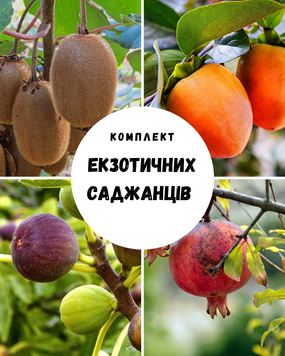 Екзотичний комплект: Хурма Божий Дар, Гранат Дююна, Інжир Брунсвік, Ківі Хейворд 43259 фото