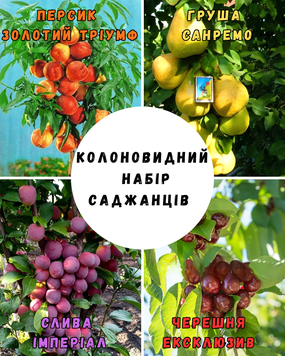 Колоновидний набір із 4 саджанців 79061 фото