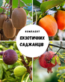 Набори плодових саджанців
