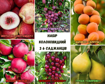 Новий колоновидний набір з 6 саджанців 77708 фото