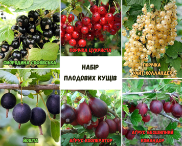 Набір плодових кущів   83929 фото