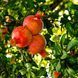 Гранат Крымский полосатый copy_91728 фото 2