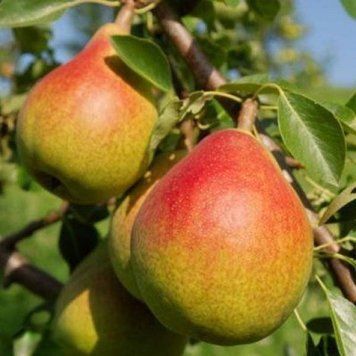 Груша Бера літня 48266 фото