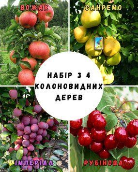 Набір із 4 саджанців колоновидних дерев 77789 фото