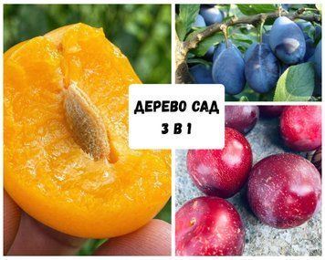 Слива Дерево-сад 3 в 1 &mdash; Алича Глек, Алича Рожева, Слива Угорка 34672 фото