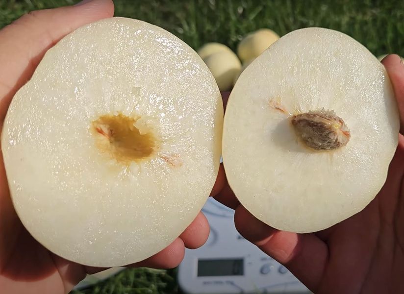 Персик Айс Піч 01413 фото