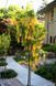 Бобовник 53985 фото 3