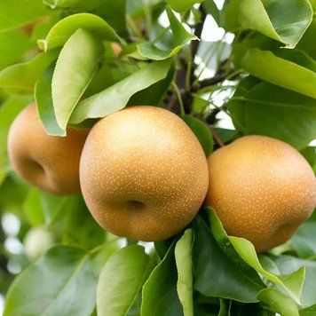 Груша Азійська Секуї 59546 фото